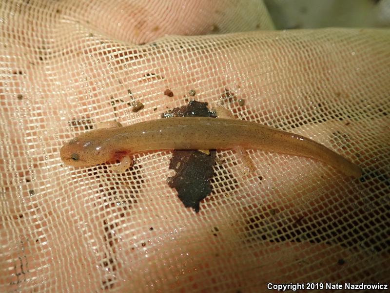 Northern Red Salamander (Pseudotriton ruber ruber)