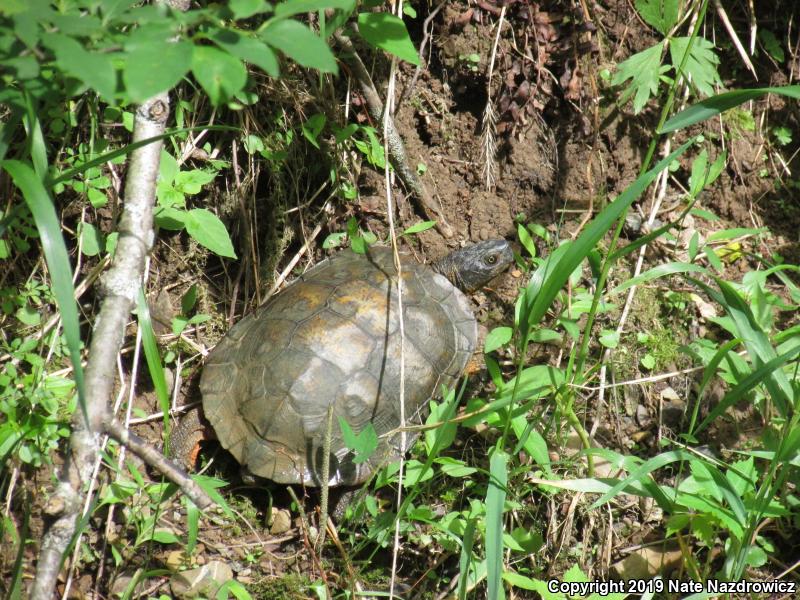 Wood Turtle (Glyptemys insculpta)