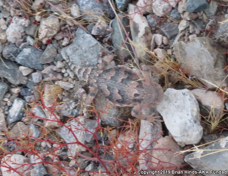 Desert Horned Lizard (Phrynosoma platyrhinos)