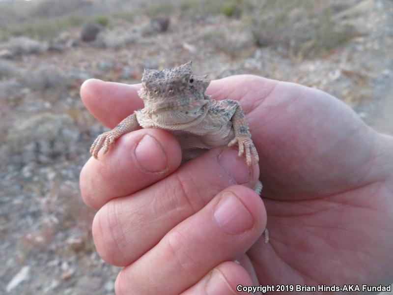 Desert Horned Lizard (Phrynosoma platyrhinos)