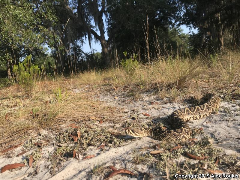 Eastern Diamond-backed Rattlesnake (Crotalus adamanteus)