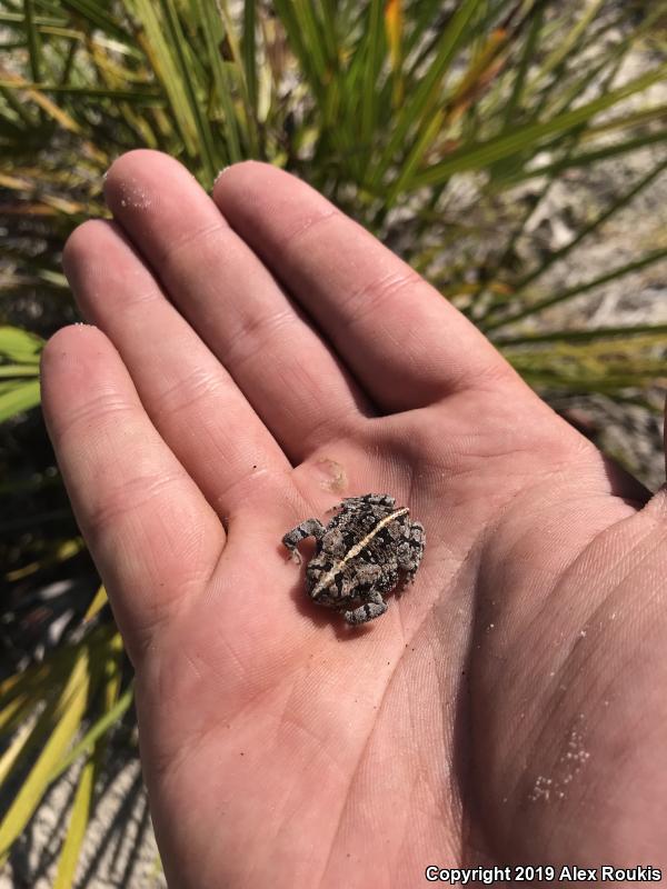 Oak Toad (Anaxyrus quercicus)