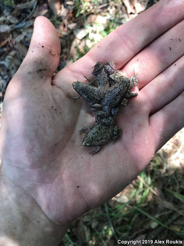 Eastern Narrow-mouthed Toad (Gastrophryne carolinensis)