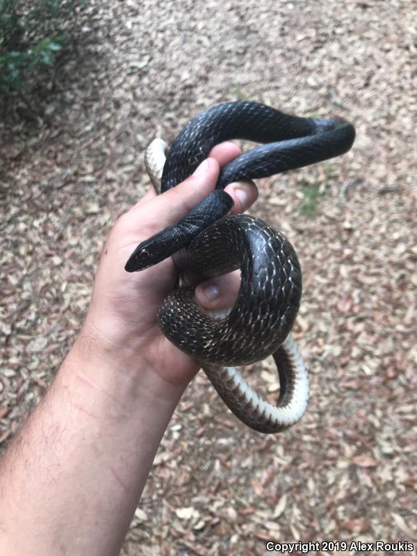 Eastern Coachwhip (Coluber flagellum flagellum)