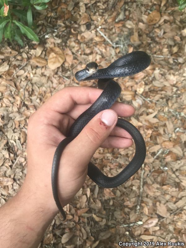 Southern Black Racer (Coluber constrictor priapus)