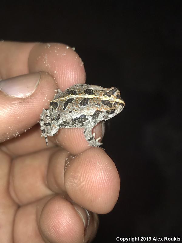 Oak Toad (Anaxyrus quercicus)