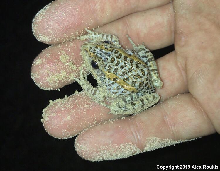 Gopher Frog (Lithobates capito)