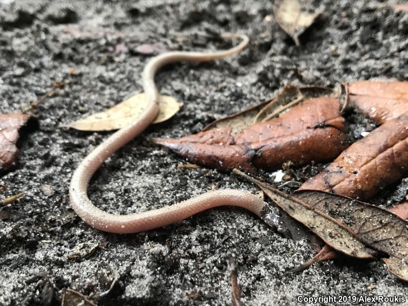 Peninsula Crowned Snake (Tantilla relicta relicta)