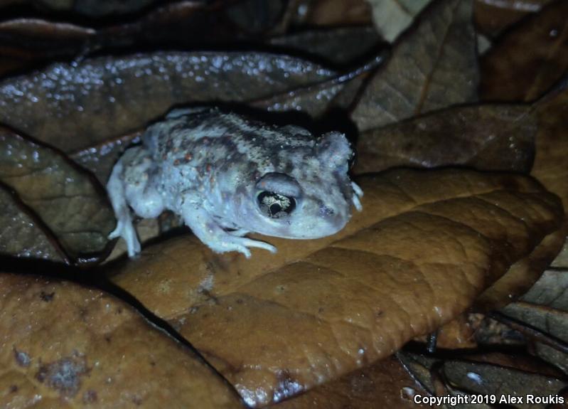 Eastern Spadefoot (Scaphiopus holbrookii)