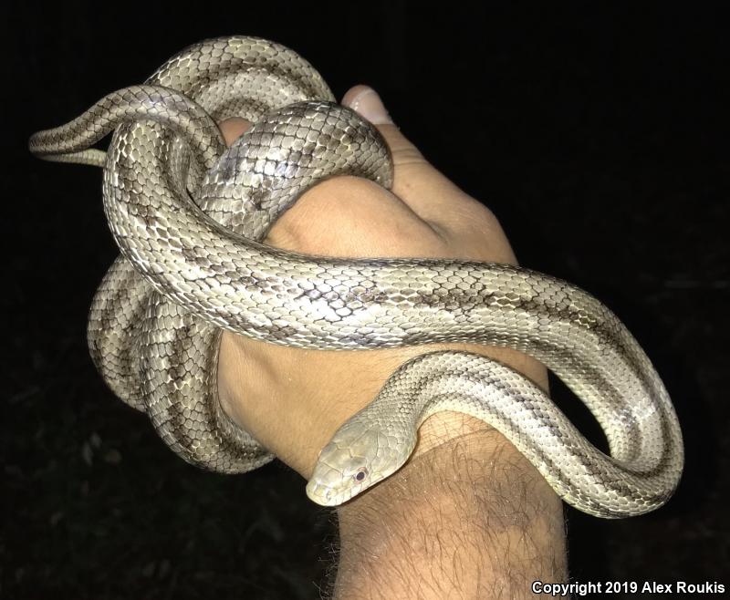 Yellow Ratsnake (Pantherophis obsoletus quadrivittatus)