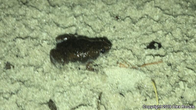 Eastern Narrow-mouthed Toad (Gastrophryne carolinensis)