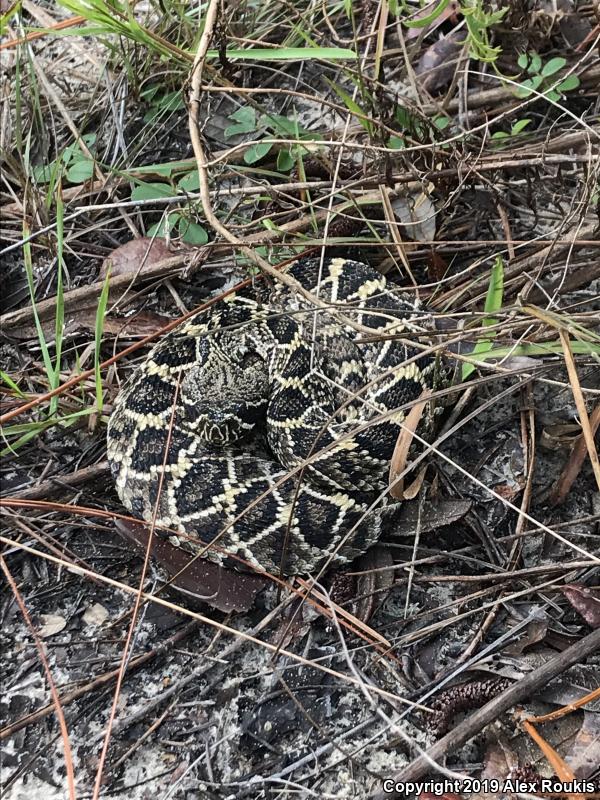 Eastern Diamond-backed Rattlesnake (Crotalus adamanteus)