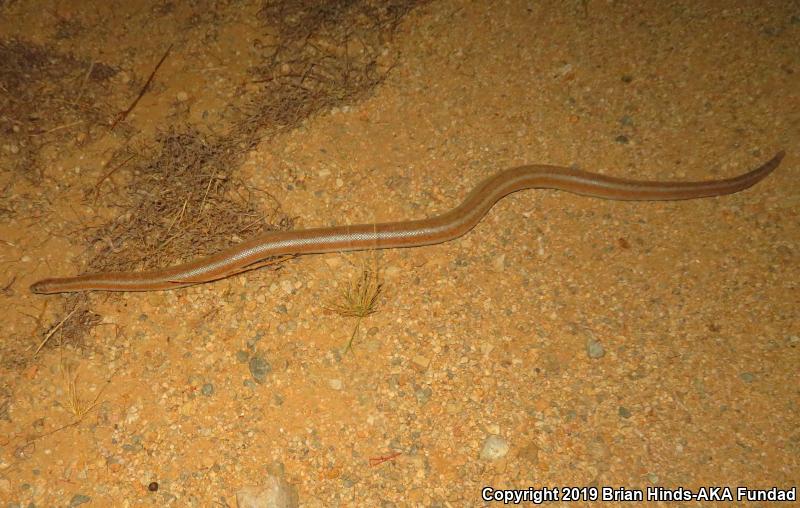 Desert Rosy Boa (Lichanura trivirgata gracia)