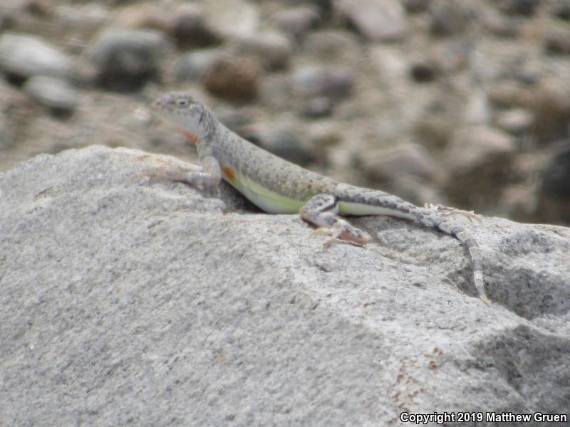 Western Zebra-tailed Lizard (Callisaurus draconoides rhodostictus)