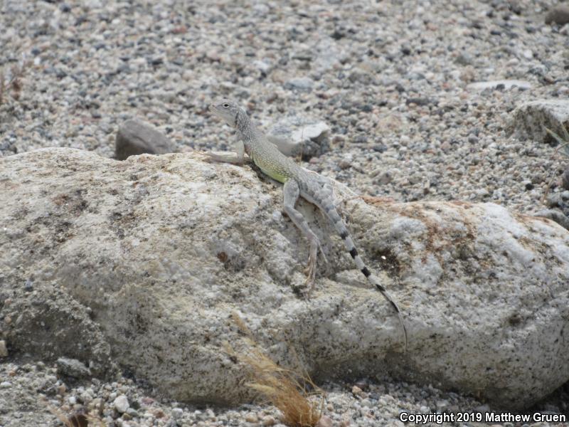 Western Zebra-tailed Lizard (Callisaurus draconoides rhodostictus)