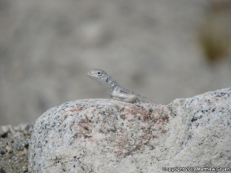 Western Zebra-tailed Lizard (Callisaurus draconoides rhodostictus)