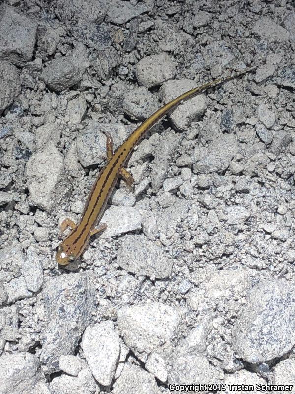 Three-lined Salamander (Eurycea guttolineata)