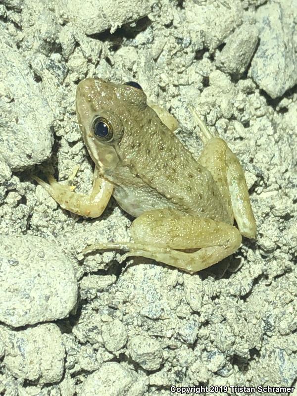 Bronze Frog (Lithobates clamitans clamitans)