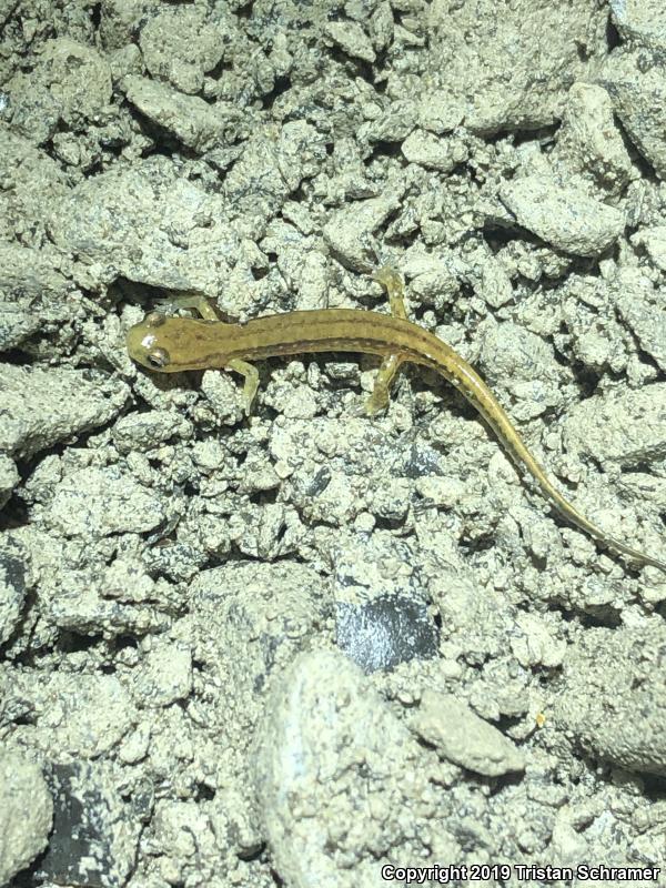 Three-lined Salamander (Eurycea guttolineata)