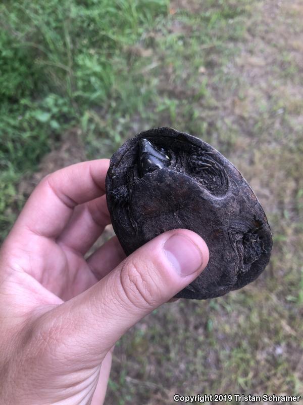 Eastern Musk Turtle (Sternotherus odoratus)