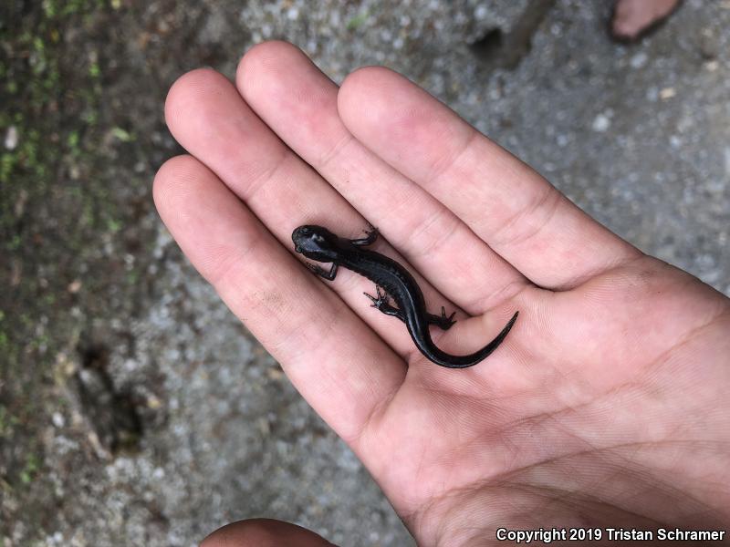 Small-mouthed Salamander (Ambystoma texanum)