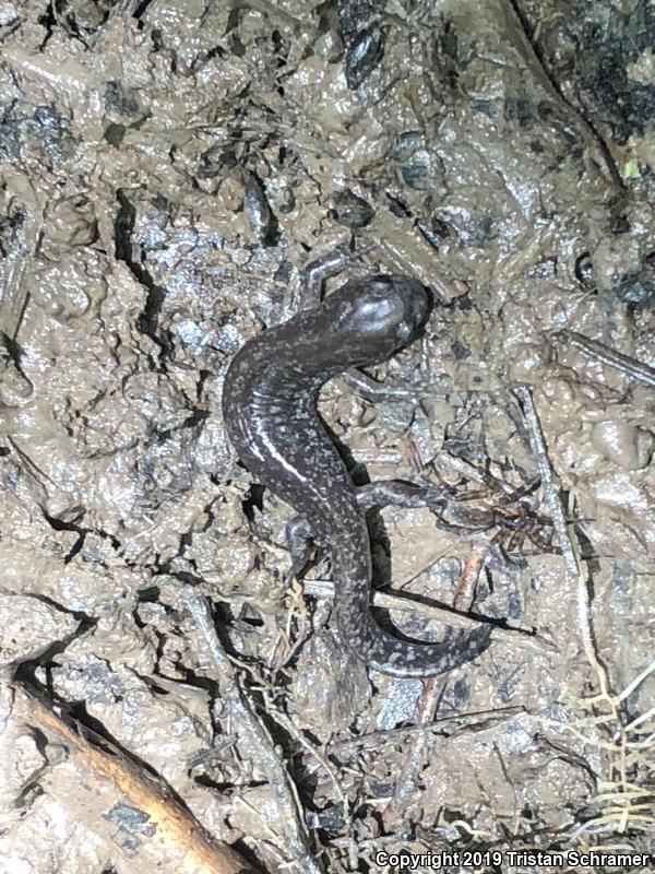 Small-mouthed Salamander (Ambystoma texanum)