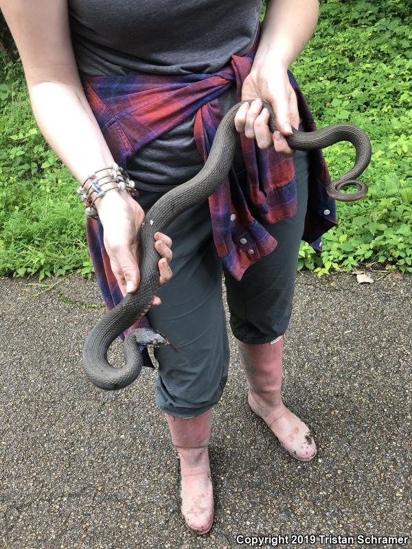 Plain-bellied Watersnake (Nerodia erythrogaster)