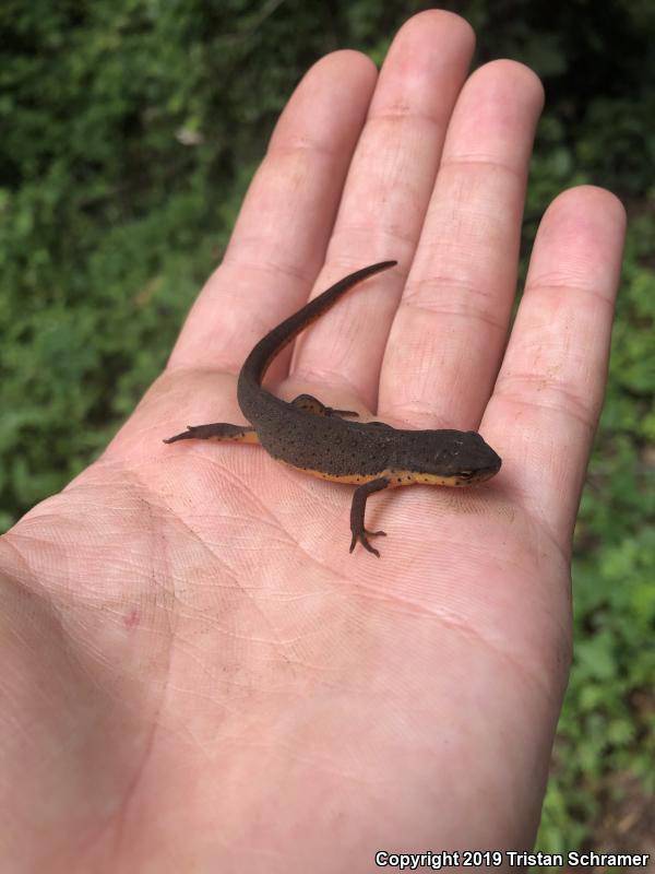 Central Newt (Notophthalmus viridescens louisianensis)