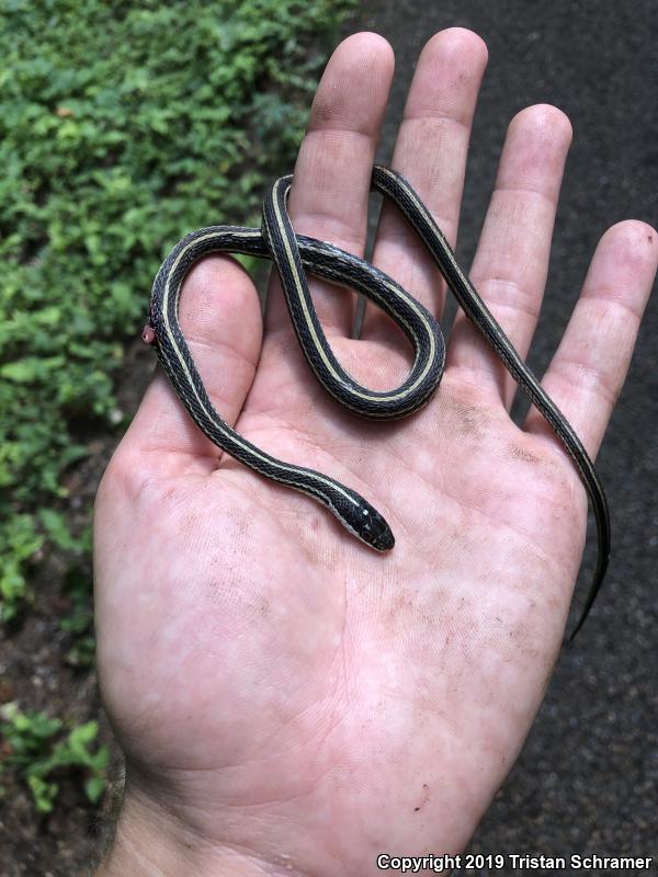 Western Ribbonsnake (Thamnophis proximus)