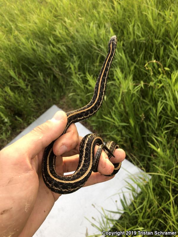 Plains Gartersnake (Thamnophis radix)