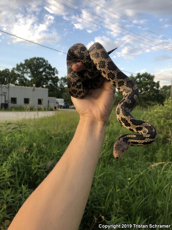 Western Foxsnake (Pantherophis vulpinus)