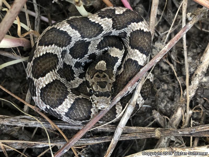 Western Foxsnake (Pantherophis vulpinus)