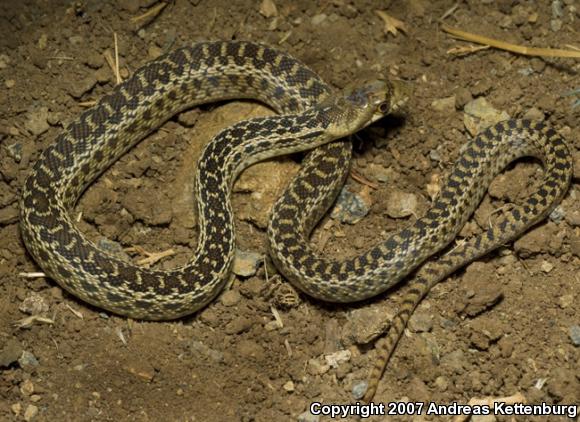 San Diego Gopher Snake (Pituophis catenifer annectens)