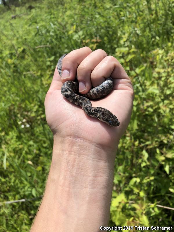 Western Foxsnake (Pantherophis vulpinus)