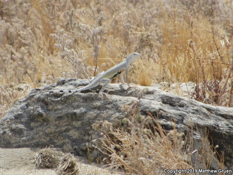 Western Zebra-tailed Lizard (Callisaurus draconoides rhodostictus)