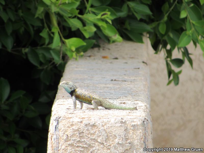 Desert Spiny Lizard (Sceloporus magister)