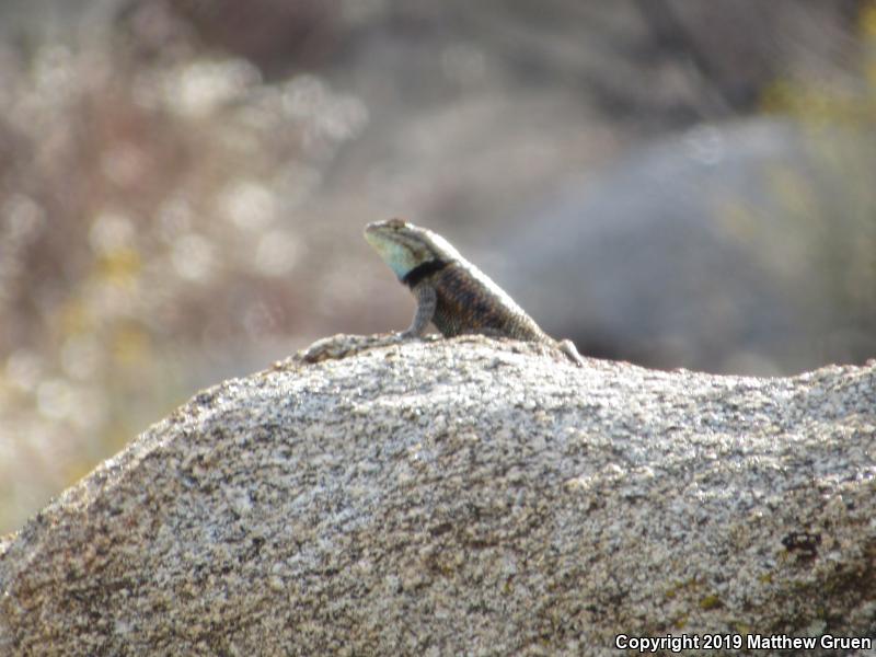 Desert Spiny Lizard (Sceloporus magister)