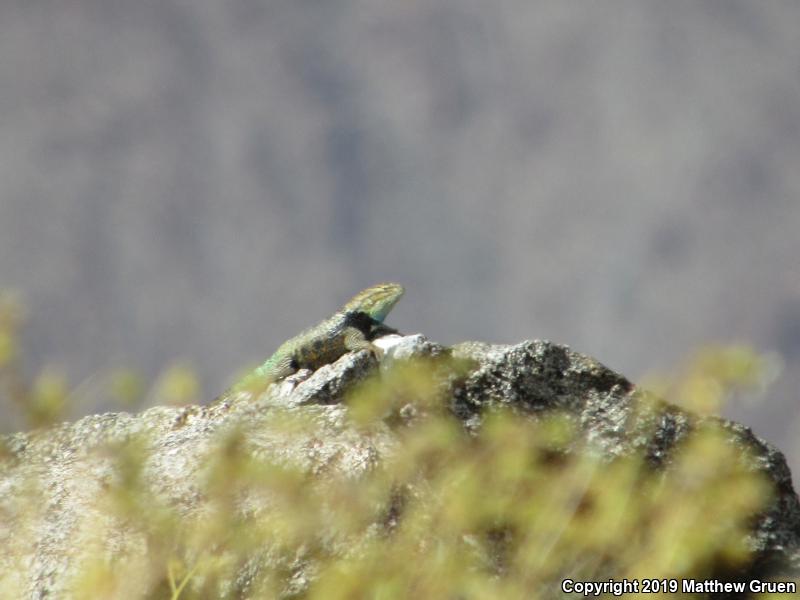 Desert Spiny Lizard (Sceloporus magister)