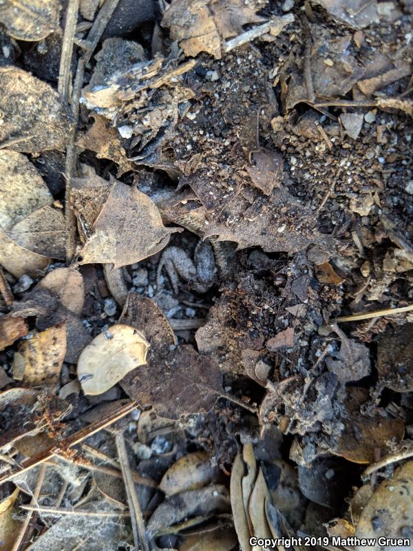 Southern Sagebrush Lizard (Sceloporus graciosus vandenburgianus)