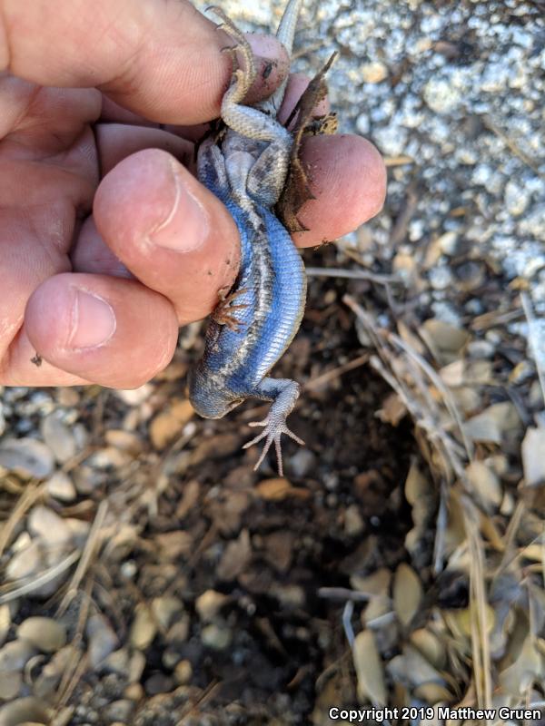 Southern Sagebrush Lizard (Sceloporus graciosus vandenburgianus)