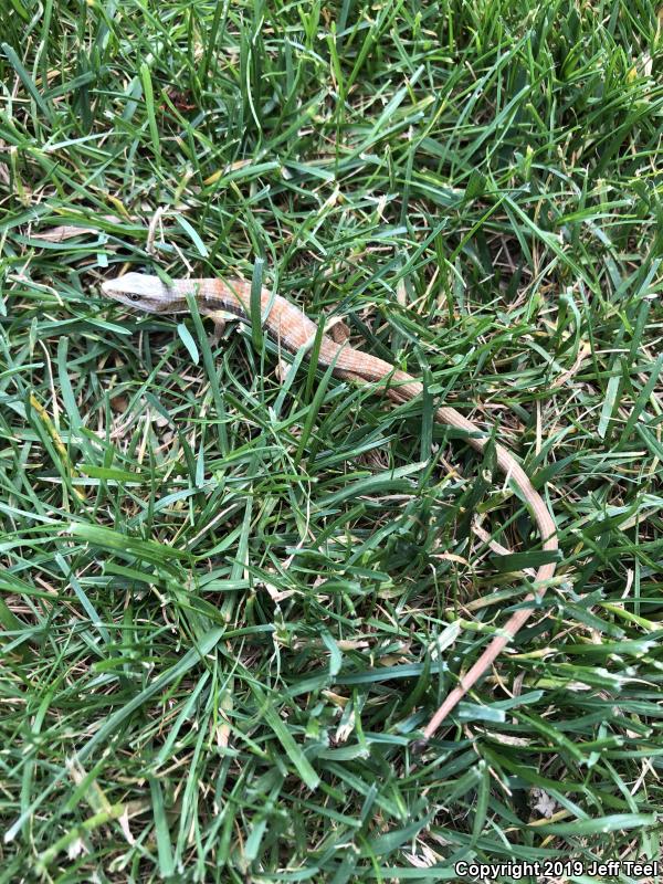 San Diego Alligator Lizard (Elgaria multicarinata webbii)