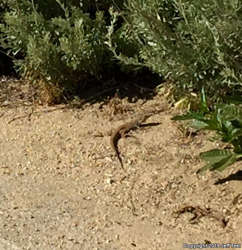 Great Basin Whiptail (Aspidoscelis tigris tigris)