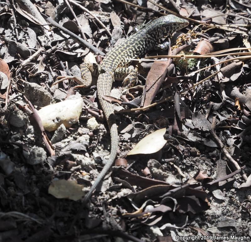 California Whiptail (Aspidoscelis tigris munda)