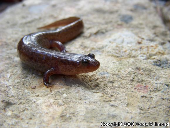 Ouachita Dusky Salamander (Desmognathus brimleyorum)