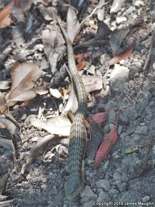 California Alligator Lizard (Elgaria multicarinata multicarinata)