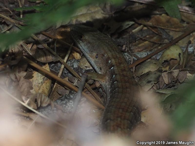 California Alligator Lizard (Elgaria multicarinata multicarinata)