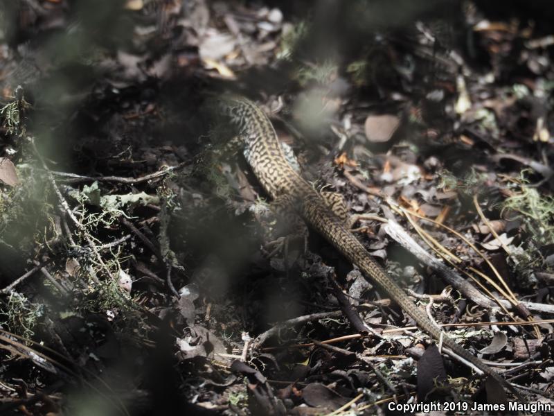 California Whiptail (Aspidoscelis tigris munda)