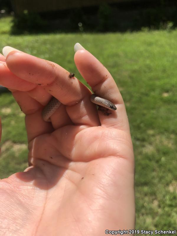 Smooth Earthsnake (Virginia valeriae)