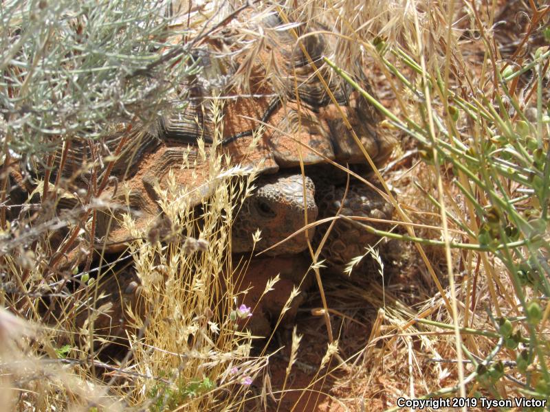 Desert Tortoise (Gopherus agassizii)