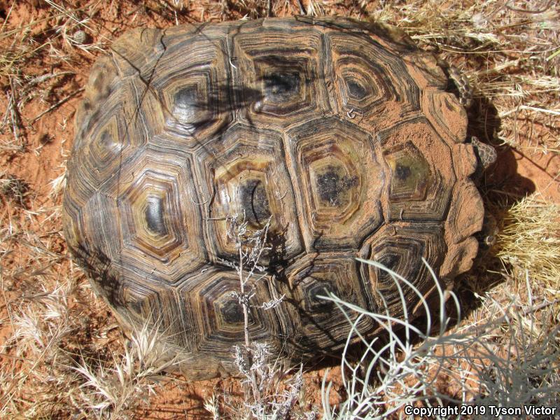 Desert Tortoise (Gopherus agassizii)